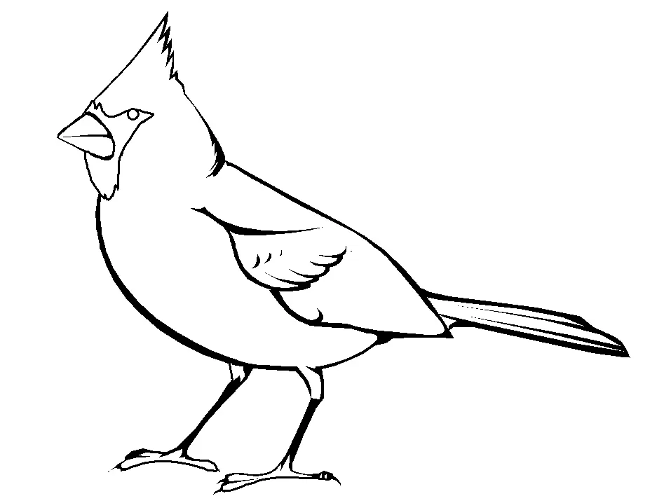 Arizona Cardinals Para Colorir 20