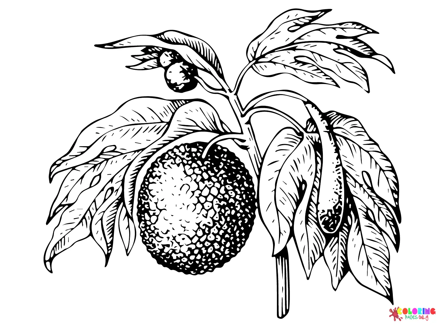 Breadfruit Coloring Pages 18