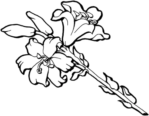 Desenhos de Iris Para Colorir 6