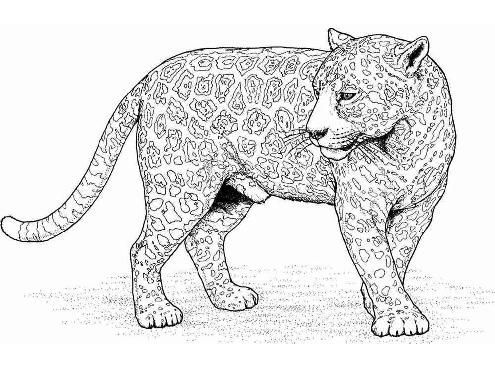 Leopard Coloring Pages 33