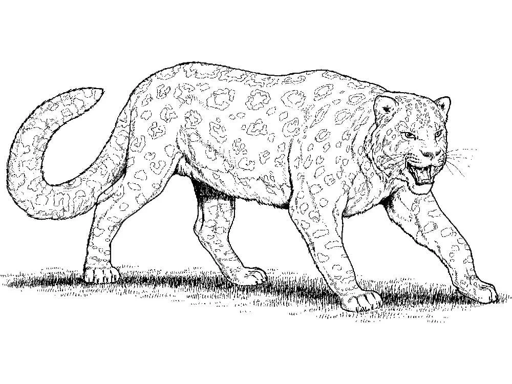 Leopard Coloring Pages 78