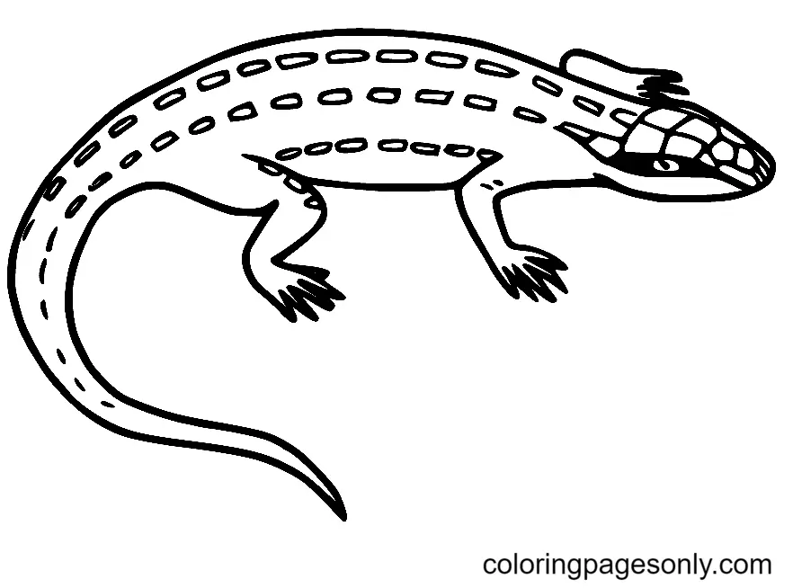 Lizard Coloring Pages 11