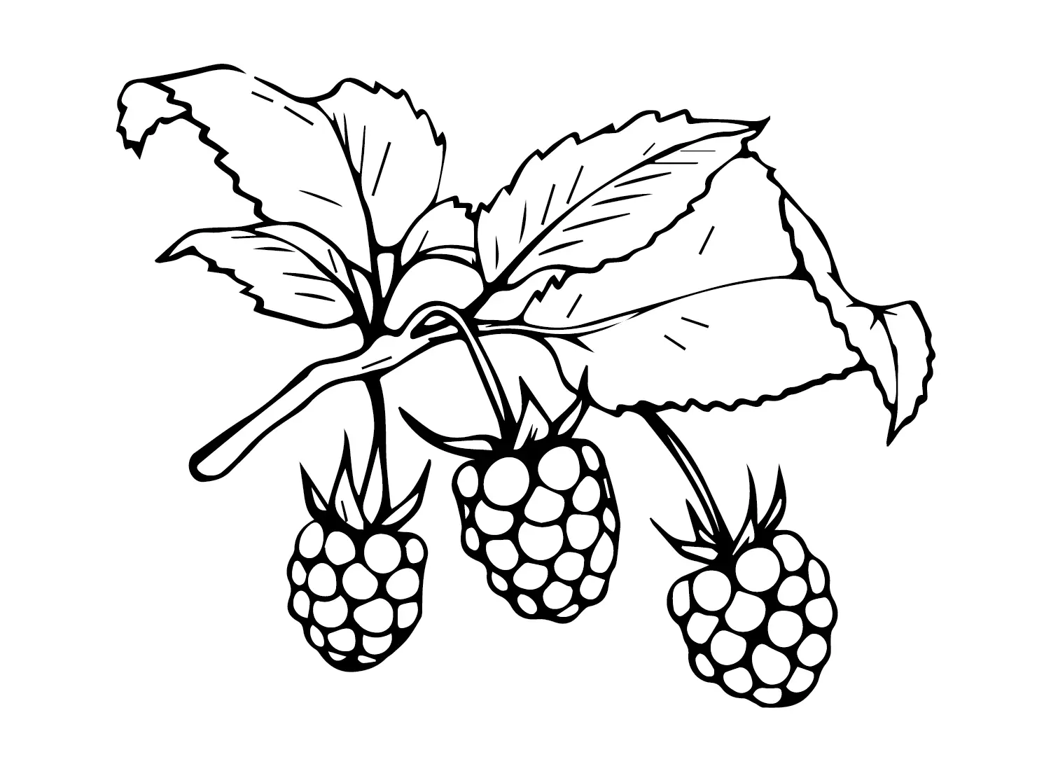 Raspberry Coloring Pages 21